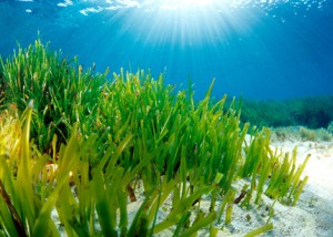 pradera de posidonia